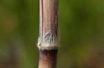 Sugarcane plumegrass